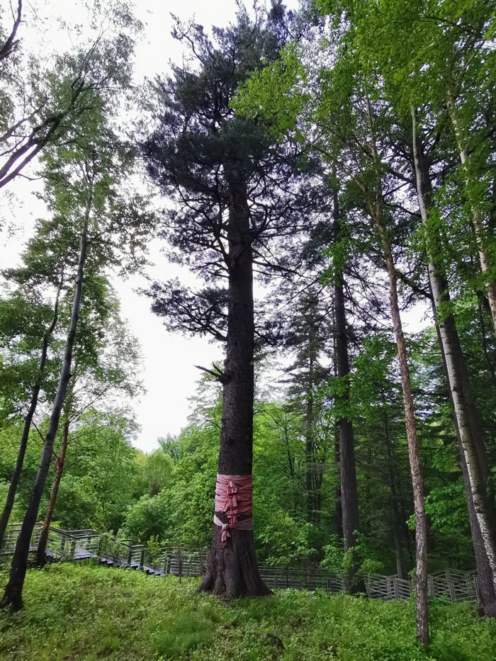 【夢(mèng)想聚團(tuán)隊(duì) 團(tuán)隊(duì)創(chuàng)輝煌】西微雅團(tuán)建活動(dòng)——長白山之旅(圖5) 【夢(mèng)想聚團(tuán)隊(duì) 團(tuán)隊(duì)創(chuàng)輝煌】西微雅團(tuán)建活動(dòng)——長白山之旅(圖5)