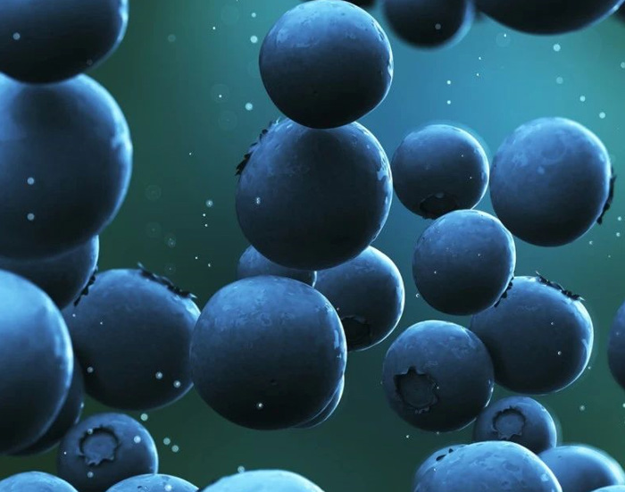 藍(lán)莓到藍(lán)莓干其營養(yǎng)價值有變化嗎(圖2) 藍(lán)莓到藍(lán)莓干其營養(yǎng)價值有變化嗎(圖2)