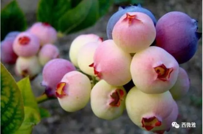 珍貴的果脯-藍莓干(圖1) 珍貴的果脯-藍莓干(圖1)