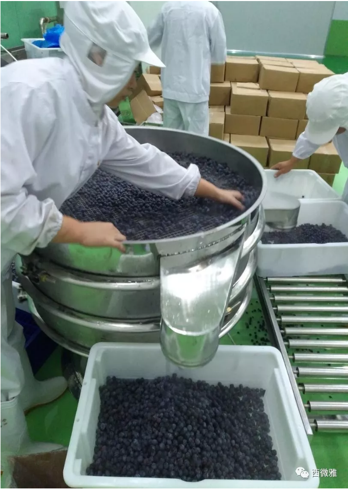 珍貴的果脯-藍莓干(圖11) 珍貴的果脯-藍莓干(圖11)