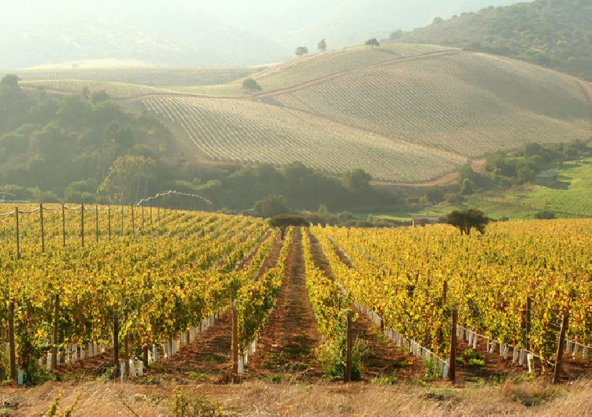 西微雅邀請(qǐng)美國(guó)加州葡萄干管理委員會(huì)陸老師為員工進(jìn)行產(chǎn)品培訓(xùn)(圖5) 西微雅邀請(qǐng)美國(guó)加州葡萄干管理委員會(huì)陸老師為員工進(jìn)行產(chǎn)品培訓(xùn)(圖5)