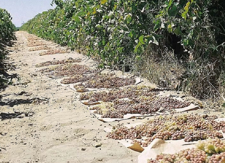 西微雅邀請(qǐng)美國(guó)加州葡萄干管理委員會(huì)陸老師為員工進(jìn)行產(chǎn)品培訓(xùn)(圖6) 西微雅邀請(qǐng)美國(guó)加州葡萄干管理委員會(huì)陸老師為員工進(jìn)行產(chǎn)品培訓(xùn)(圖6)