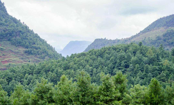 為何松子仁市場(chǎng)批發(fā)價(jià)上漲，松子仁的功效與作用(圖2)