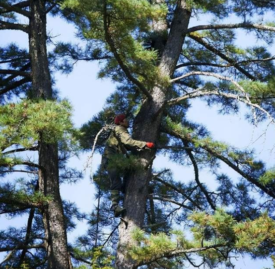 為何松子仁市場(chǎng)批發(fā)價(jià)上漲，松子仁的功效與作用(圖4)