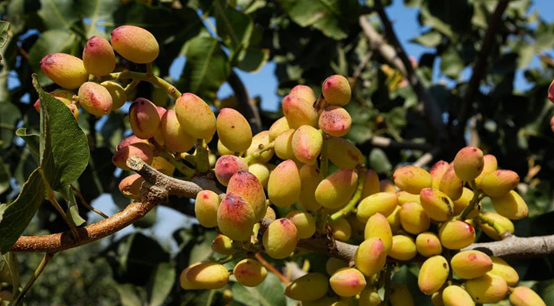 用開心果醬做烘焙和飲品，西微雅綠開心果醬如何？(圖3)