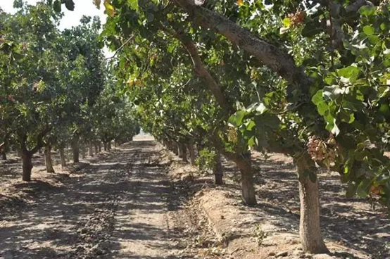 用開心果醬做烘焙和飲品，西微雅綠開心果醬如何？(圖5)